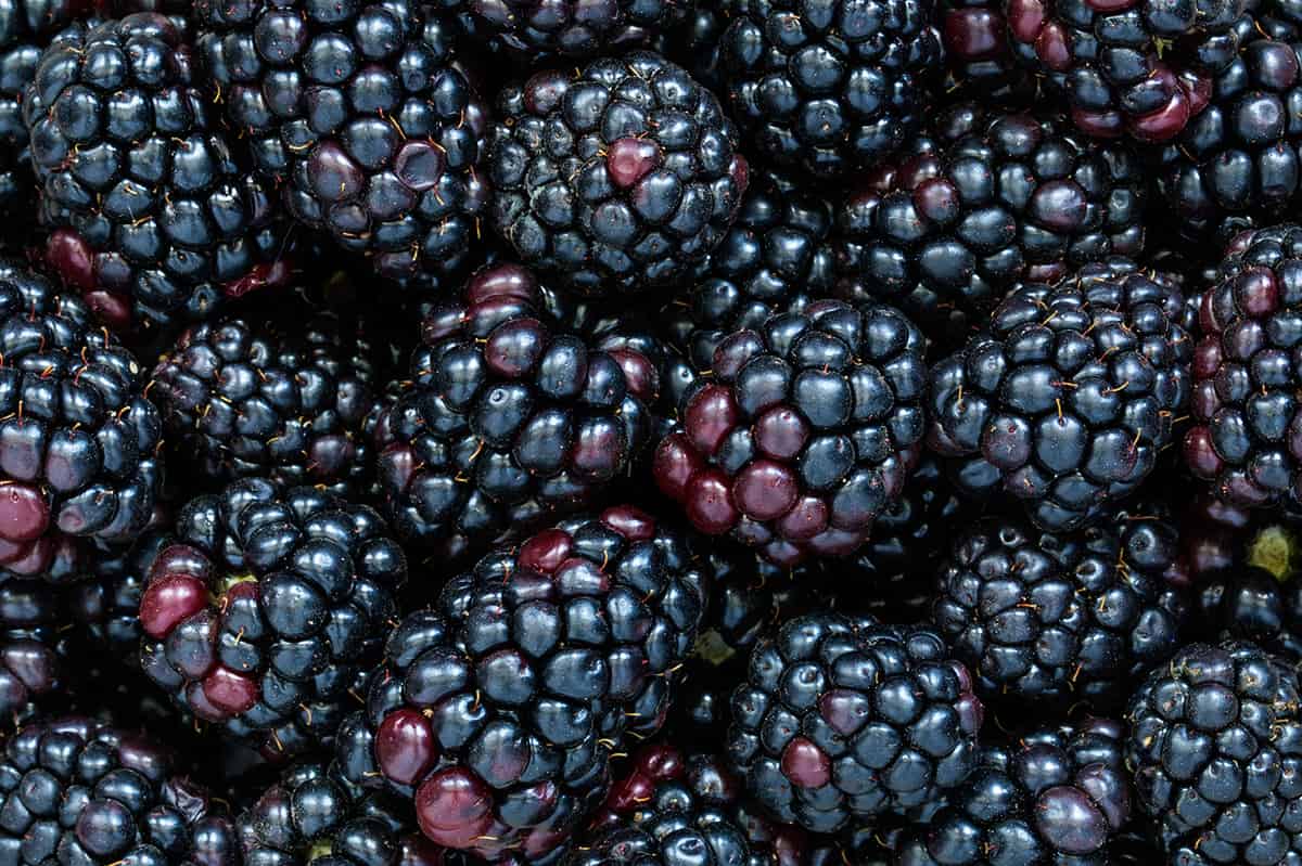 Blackberries