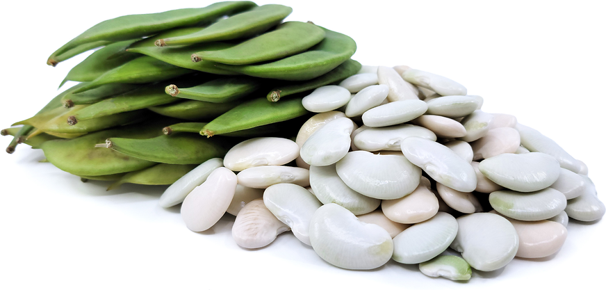 Shelled Butterbeans