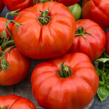 Tomato — XL (25LB BX)