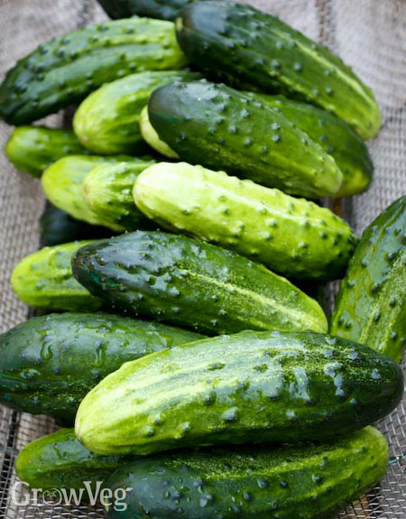 Pickling Cucumber