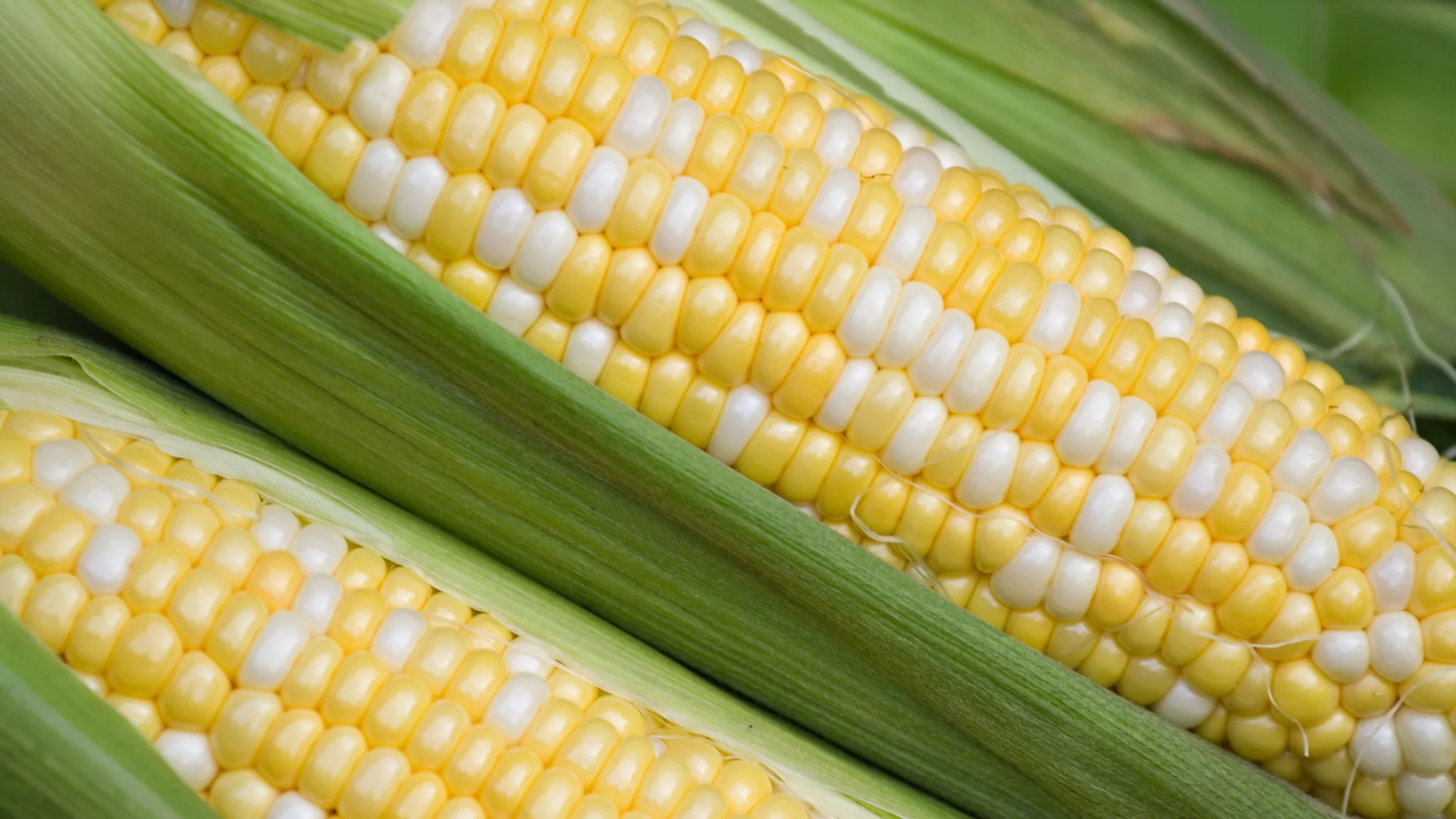 Corn (Bi-color)